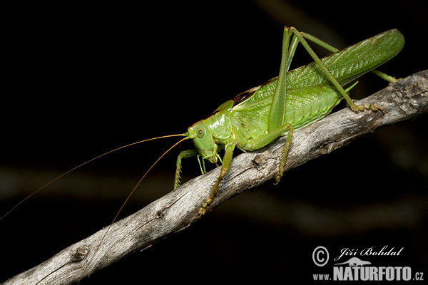 Tettigonia viridissima