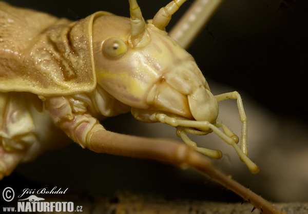 Tettigoniidae