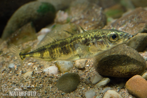 Three-spined Stickleback (Gasterosteus aculeatus)