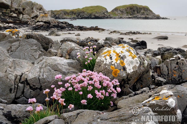 Thrift (Armeria maritima)