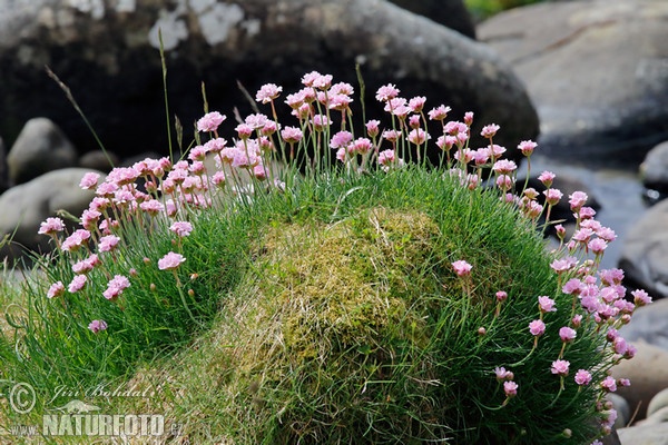 Thrift (Armeria maritima)