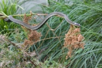 Жълтоуха водна змия