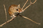 Миша-крихітка