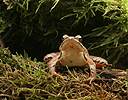 орска жаба