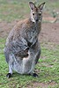Ръждивоврато кенгуру