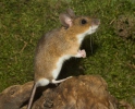 Желтогорлая мышь