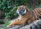 Суматрански тигър