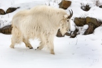 Снежная коза