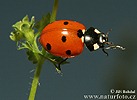 7-spot Ladybird Beetle