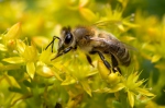 Abeille européenne