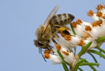 Abeille européenne