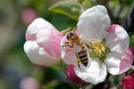 Abeille européenne