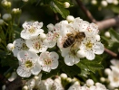 Abeille européenne