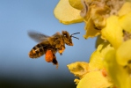 Abeille européenne