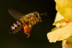 Abeille européenne