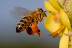 Abeille européenne