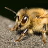 Abeja europea