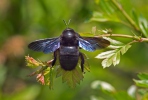 Abejorro carpintero europeo