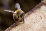 Abella de la mel