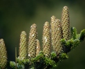 Abies alba