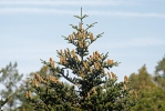 Abies alba