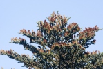 Abies alba