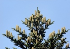 Abies alba