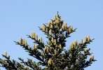 Abies alba