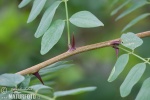 Acacia espinosa - Falsa acacia