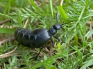 Aceitera carraleja común