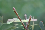 Acer platanoides