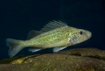 Acerina Eurasiana