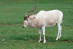 Addax nasomaculatus