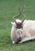 Addax nasomaculatus