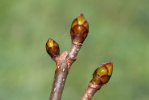 Aesculus hippocastanum