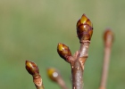 Aesculus hippocastanum