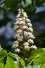 Aesculus hippocastanum