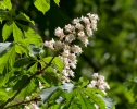 Aesculus hippocastanum