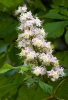 Aesculus hippocastanum