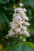 Aesculus hippocastanum