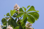 Aesculus hippocastanum