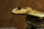 Aeskulapian Snake