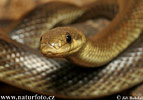 Aeskulapian Snake