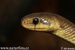 Aeskulapian Snake