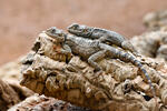 Agama