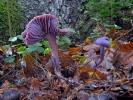 agarico color ametista