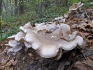 agarico nebbioso