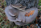 agarico ostreato