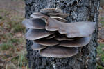 agarico ostreato