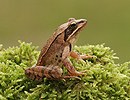 Agile Frog